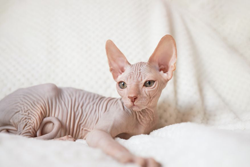 Kitty Shaver Rasoir Électrique Étanche - Plongez dans un monde de Douceur